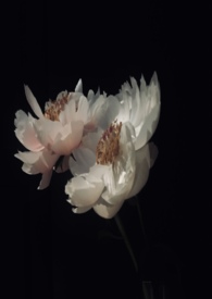 ����֪��������